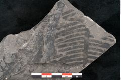 Foto (Detailansicht) von Asterocarpus meriani Brongniart (NHMW-GEO-2024-0188-10608)